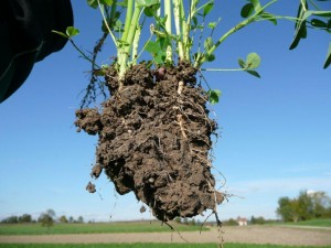 Beerstecher AG Verbesserte Bodenfruchtbarkeit