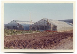 Beerstecher Ersten Gewächshäuser 1959