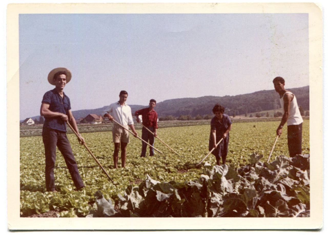 Beerstecher AG Hacken mit Land